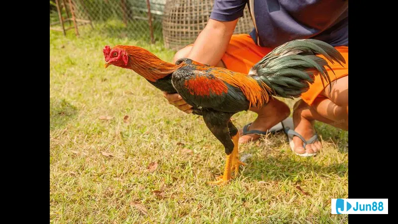 Bước thực hiện bế gà Bước thực hiện bế gà