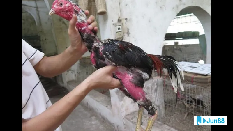 Bế gà đá hiệu quả Bế gà đá hiệu quả